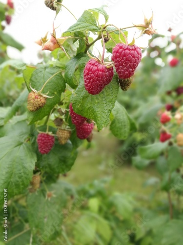 A branch of ripe raspberries on a bush. 