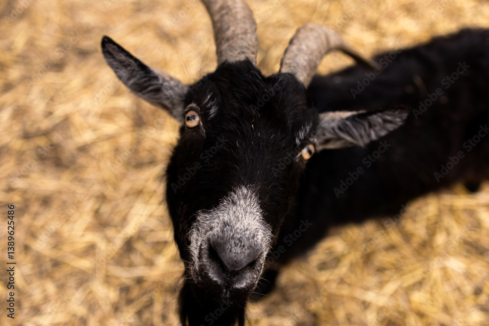 Black goat with distinct yellow eyes and prominent, curved horns. Its black coat contrasts with patches of white on the muzzle and chin. The background is a blurred hay-covered ground Black goat with distinct yellow eyes and prominent, curved horns. Its black coat contrasts with patches of white on the muzzle and chin. The background is a blurred hay-covered ground