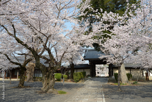 本願寺山科別院　境内の桜　京都市山科区