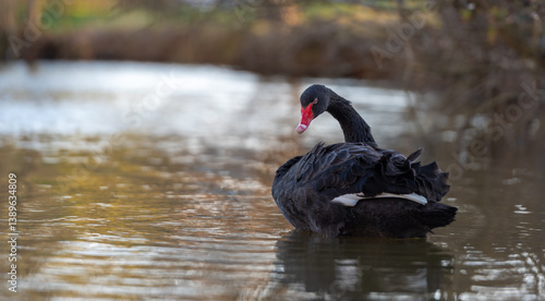 Принти на полотні black swan on the water