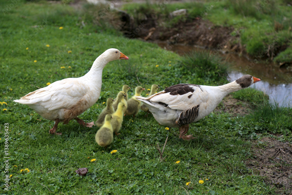 Obraz premium Goose Family with Goslings in Spring Meadow