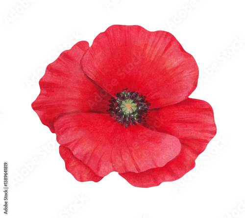 Foto Poppy flower bud