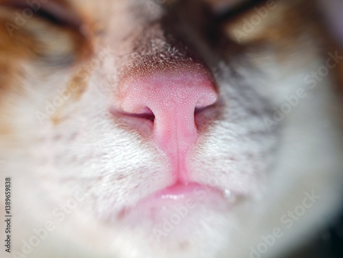 Macro shot of pink nose orange tabby cat