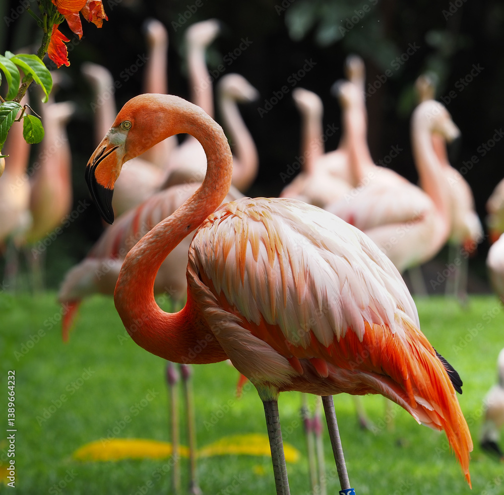 Obraz premium American Flamingo Portrait. A close-up of a vibrant pink and orange American flamingo standing in a grassy area with other flamingos blurred in the background.
