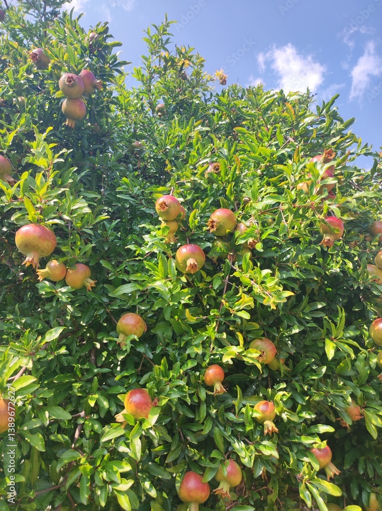 Pomegranate tree with ripe fruits and green leaves in summer
