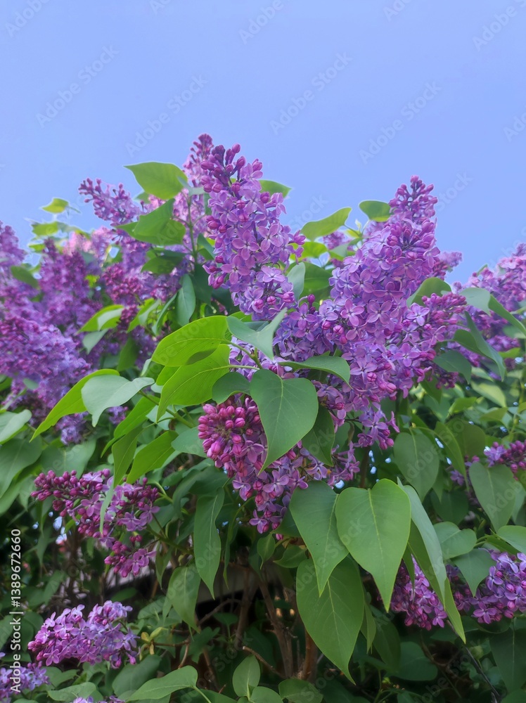 Purple lilac flowers with green leaves on blue sky background.