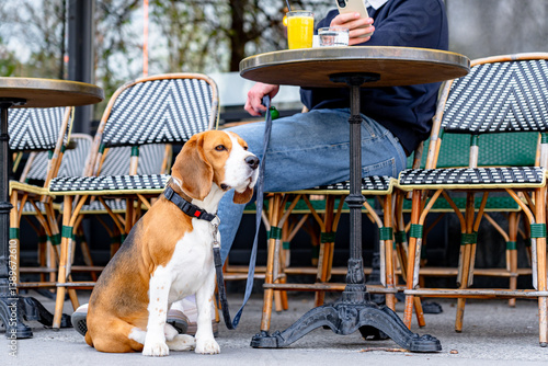 Photography Cute beagle dog sitting beside owner, a businessman, while using a smartphone at