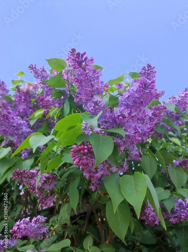 Obraz na płótnie Purple lilac flowers with green leaves on blue sky background. w salonie