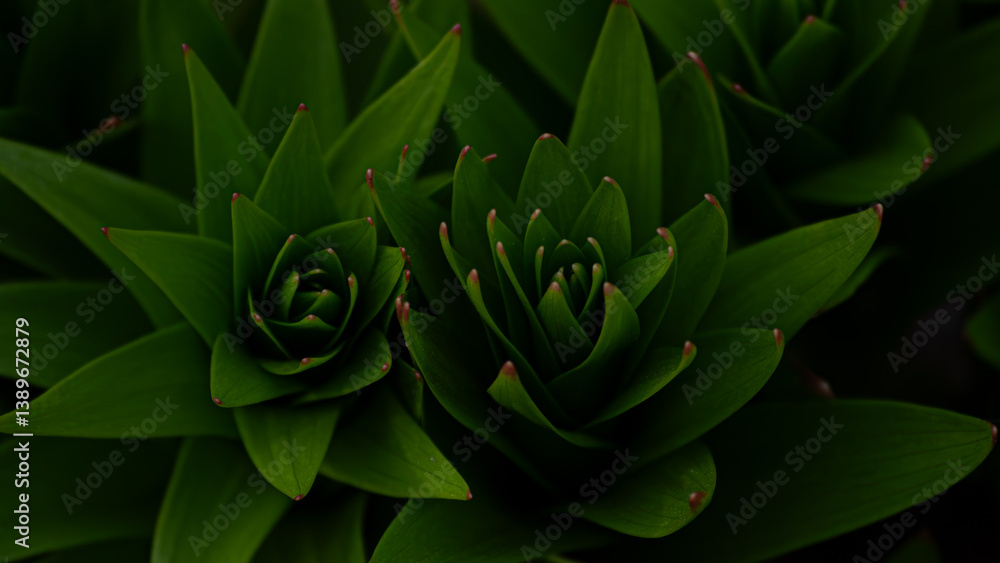 Fototapeta premium flowers in the garden