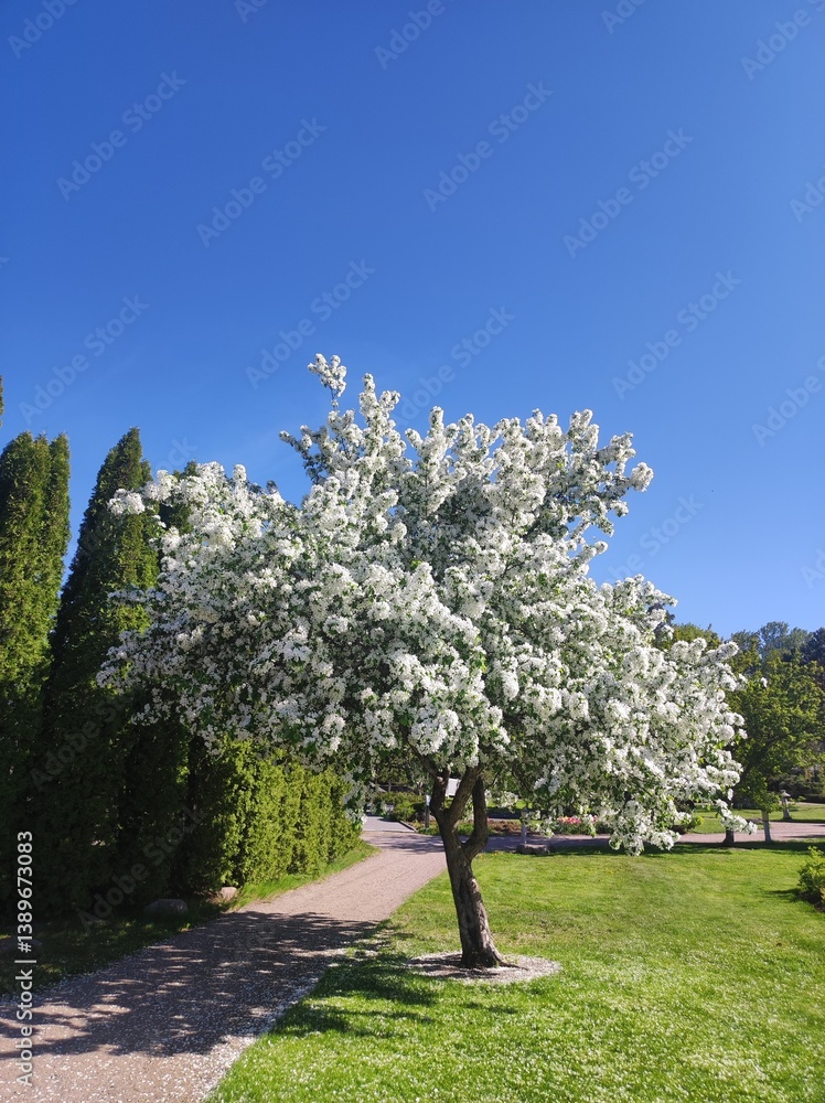 Blooming apple tree in the city park. Spring landscape with blooming trees.