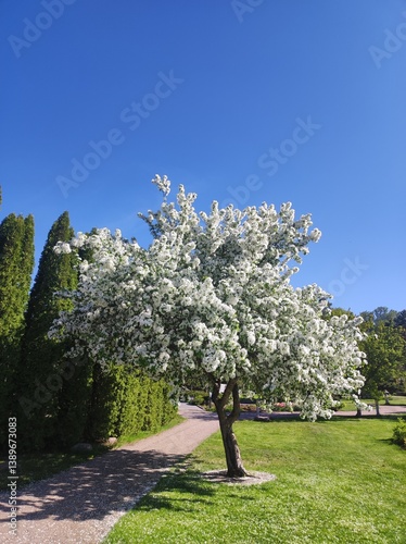Blooming apple tree in the city park. Spring landscape with blooming trees.