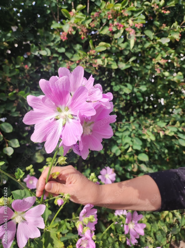 woman holding pink flowers in garden, Hibiscus syriacus, Malva syriaca