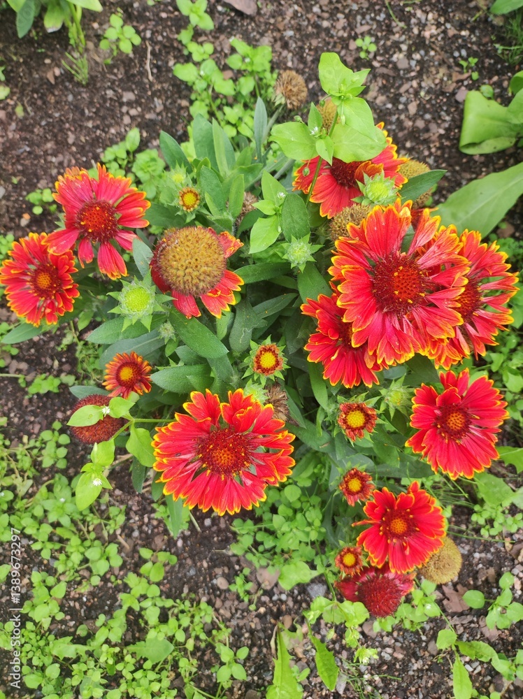 Red flowers of Gaillardia pulcherrima in the garden