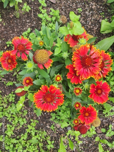 Obraz na płótnie Red flowers of Gaillardia pulcherrima in the garden w salonie