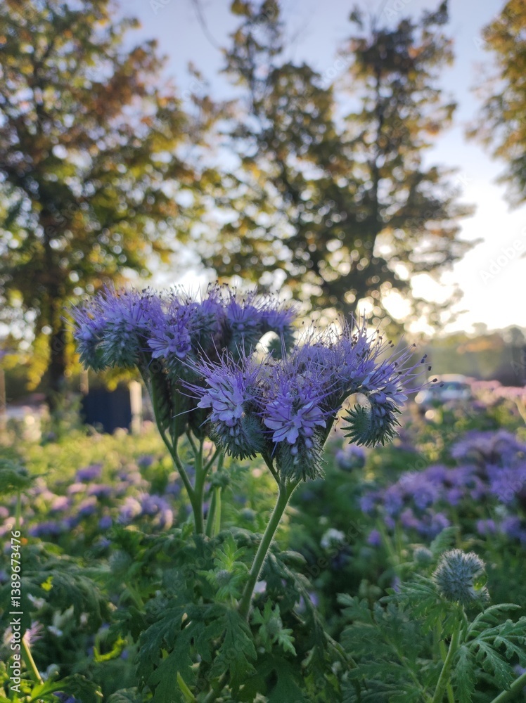 purple phacelia flower in the garden at sunset, close up