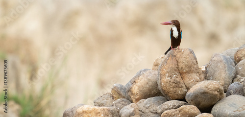 Photography King Fisher Peached in India
