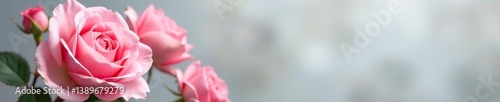 Elegant pink roses with delicate accents on soft gray background in spring bloom, roses,  elegant