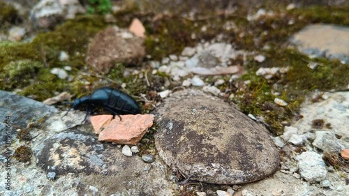 Violet Oil-Beetle Poison Passing on the Rock 02
