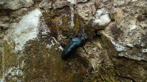 Violet Oil-Beetle Poison Climbing on the Rock 01