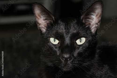 Black cat