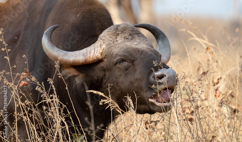 Canvas Print Indian Gaur in the Jungles of India