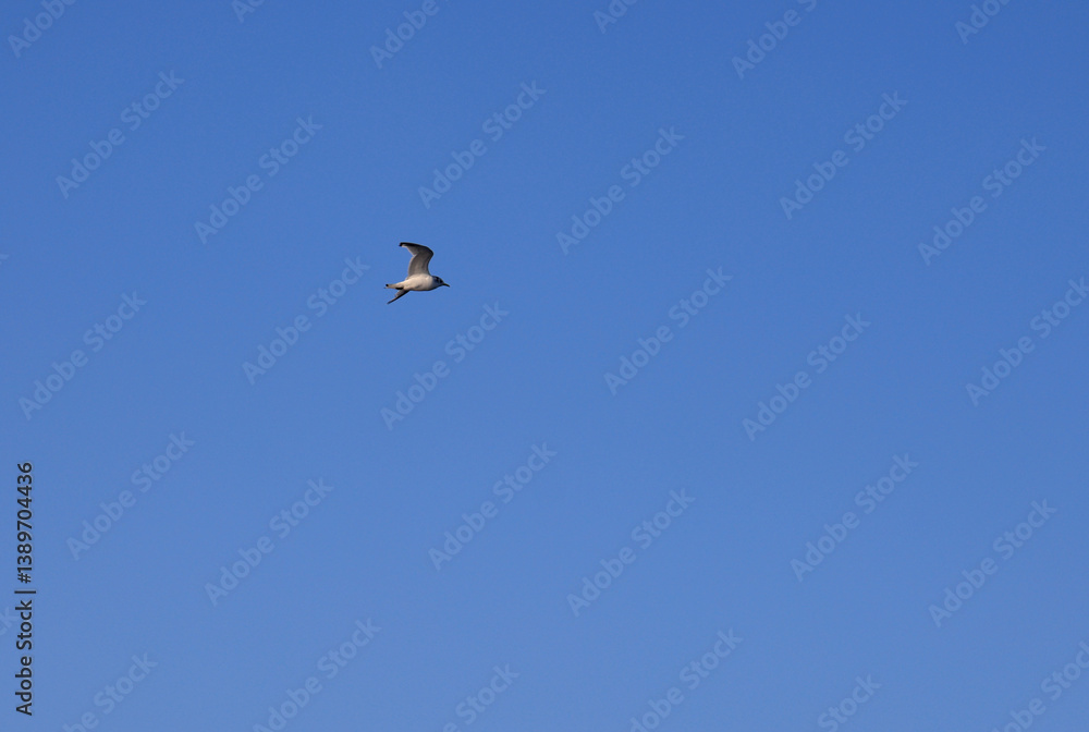 Pelecanoides Lacepede, genus of seabirds of the family Procellariidae, Svalbard Pelecanoides Lacepede, genus of seabirds of the family Procellariidae, Svalbard