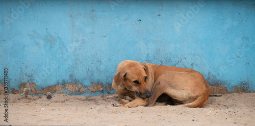 Photography Homeless street dog on the road of Goa, India, abandoned and unhappy, stray pet,