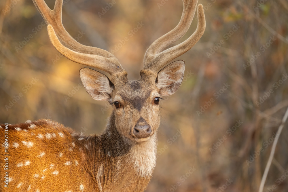 Obraz premium Spotted Deer in the Jungles of India 