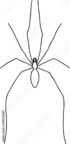 Long-legged harvestman spider hand drawn with curved black lines contours, top view