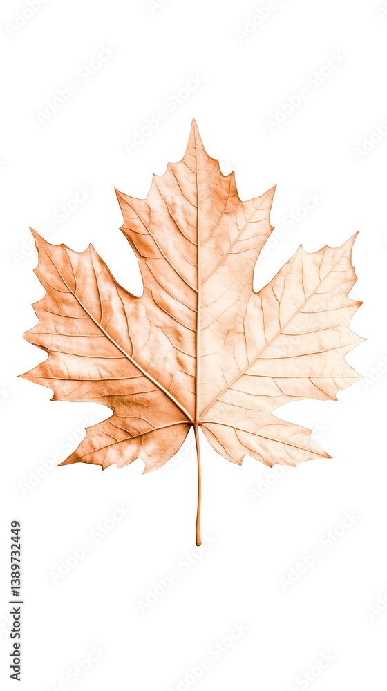 Isolated Autumn Maple Leaf Illustration With Transparent Background Isolated Autumn Maple Leaf Illustration With Transparent Background