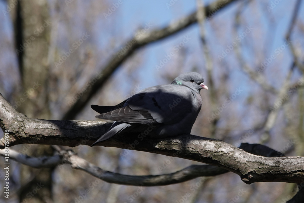 Fototapeta premium A Stock Dove (Columba oenas)