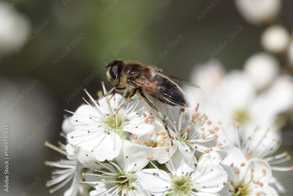 A Tapered Dronefly (Eristalis pertinax), a species of hoverfly, feeding on blossom A Tapered Dronefly (Eristalis pertinax), a species of hoverfly, feeding on blossom