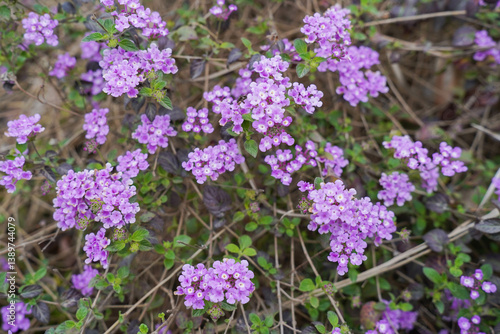 Obraz na płótnie Purple Trailing lantana plant flowers w salonie