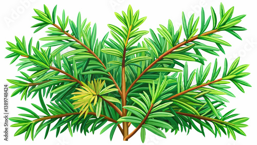 Detailed image of branches with fresh green needles of a Yew tree (Taxus baccata)