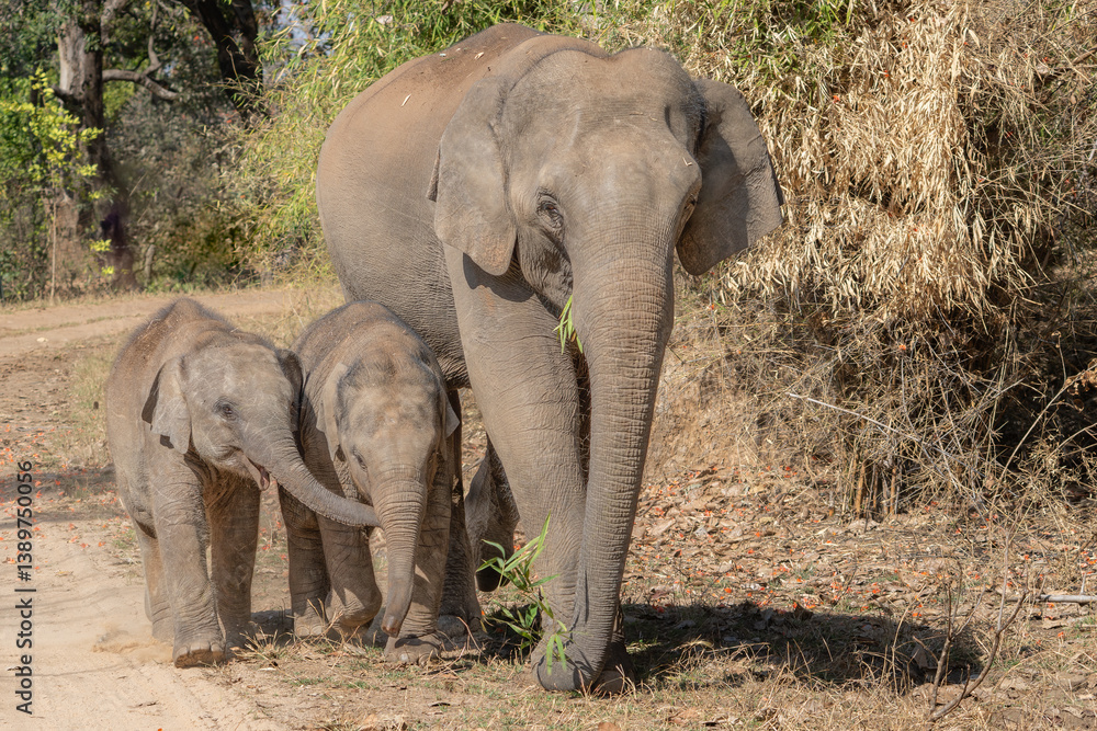 Fototapeta premium Indian Elephant