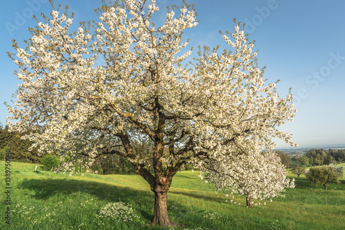Φωτογραφία Close up of a flowering pear tree on a green meadow, Roggwil, Canton of Thurgau,