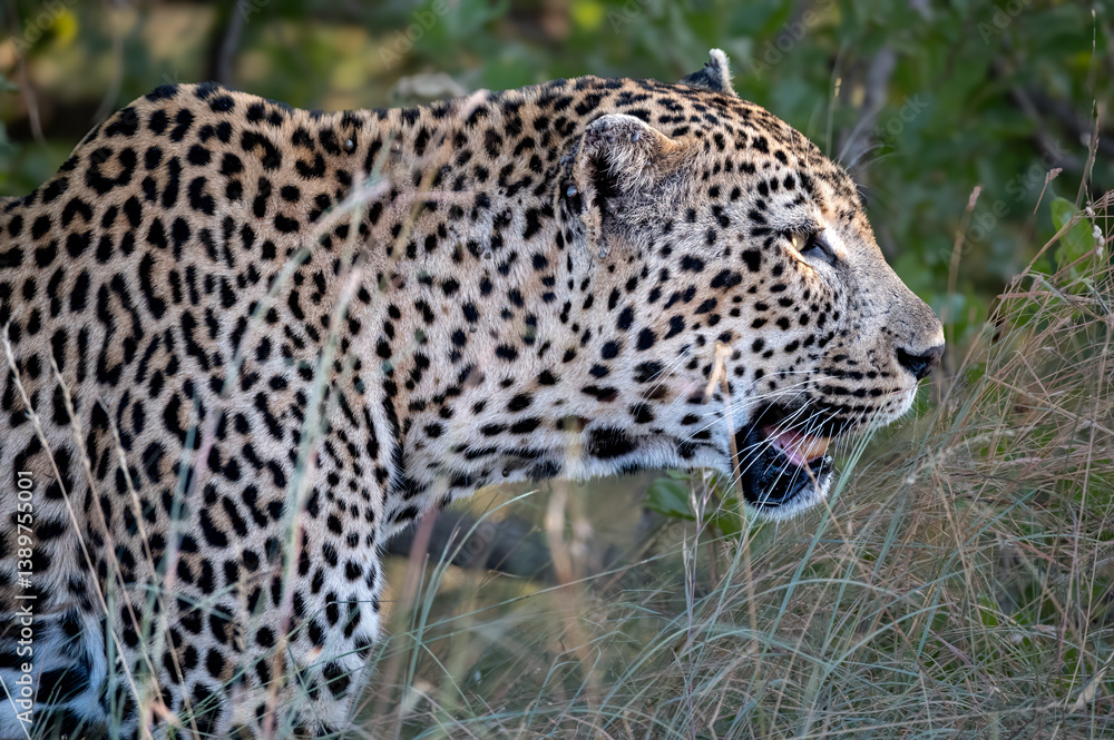 Fototapeta premium Close up profile of a large male leopard walking by.