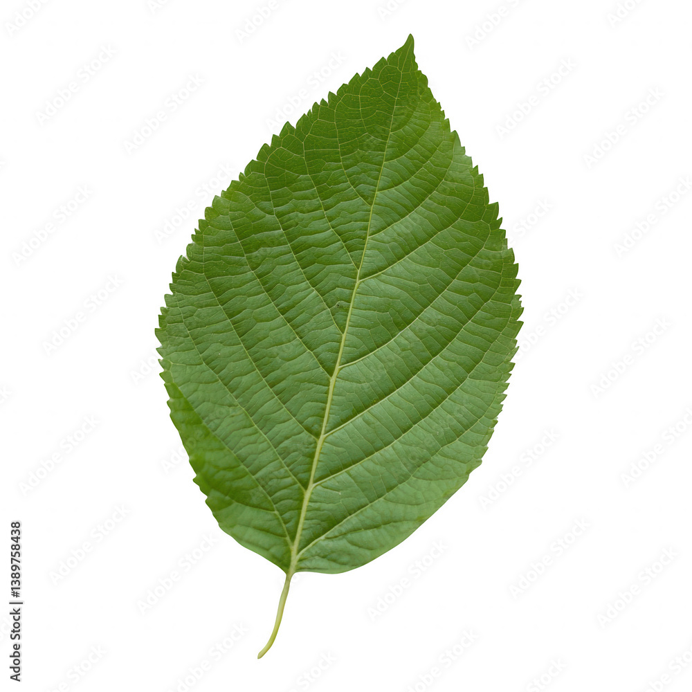 A single green leaf with intricate veins, showcasing its natural beauty and vibrant color. Ideal for eco-friendly themes and nature-inspired designs. A single green leaf with intricate veins, showcasing its natural beauty and vibrant color. Ideal for eco-friendly themes and nature-inspired designs.