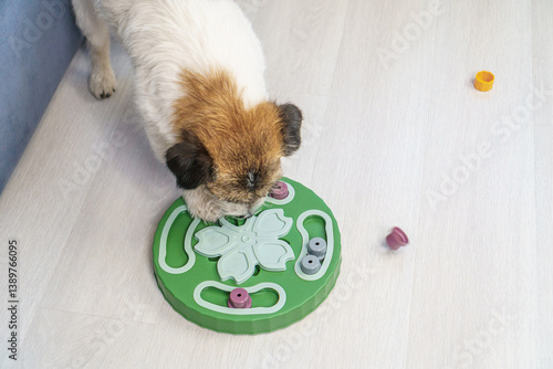 Dog looking for treats in Interactive educational toy feeder for dogs and cats. Intellectual game for dogs. and training of nose work with pet. brain game training for dogs