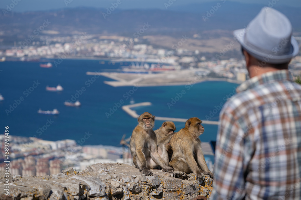 Monkeys on the edge of a cliff overlooking the city of Gibraltar