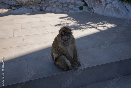 Monkey sitting on the steps in the park of Gibraltar