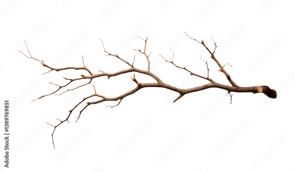 Fototapeta premium dead twig or branch isolated on white or transparent png