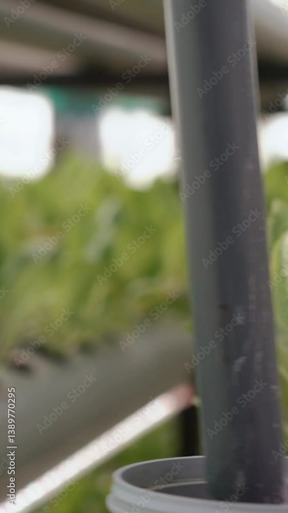 Growing plants and greens in a greenhouse with an artificial irrigation system in special microclimate. Red wild strawberries in the production of herbs. The future is in natural healthy nutrition Growing plants and greens in a greenhouse with an artificial irrigation system in special microclimate. Red wild strawberries in the production of herbs. The future is in natural healthy nutrition