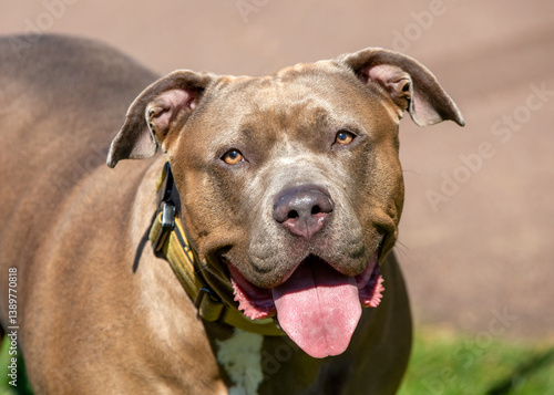American XL Bully dog without a muzzle