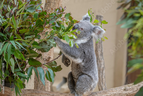 Photography 日本の神戸王子動物園のコアラ