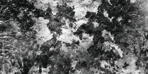 The sheer complexity and captivating nature of the texture are brought into sharp focus in this detailed monochromatic view.
