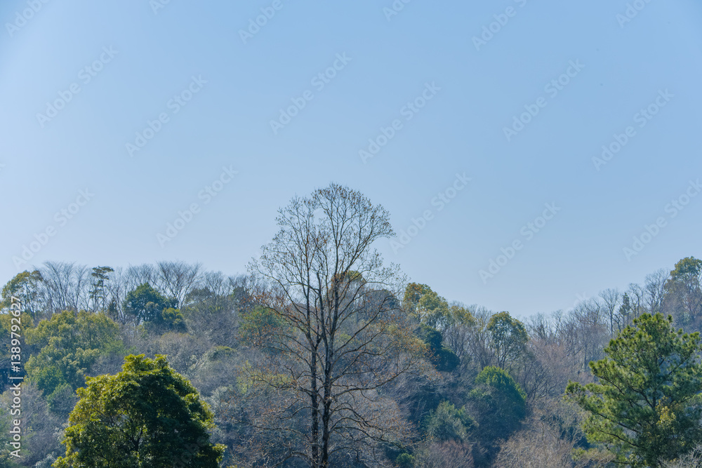 Obraz premium 冬の林と一本の木