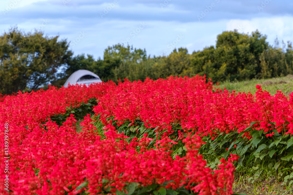 真っ赤に咲くサルビアの花畑