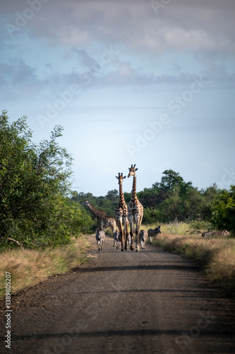 Giraffes strolling down the road accompanied by a small herd of Burchell's zebra.