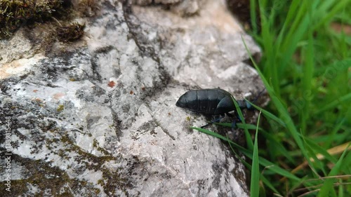 Violet Oil-Beetle Poison Climbing on the Rock 02